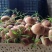 鲜茶树菇10cm