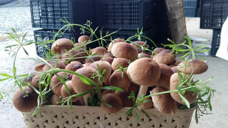 鲜茶树菇10cm