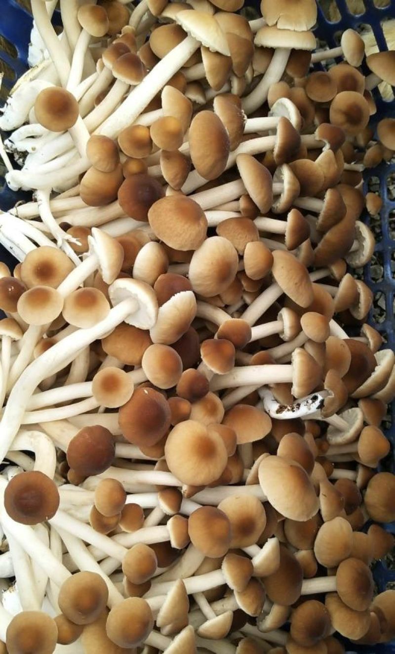鲜茶树菇10cm