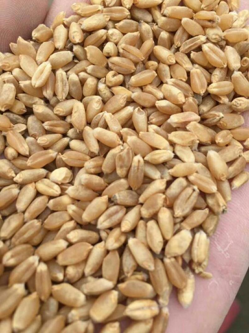郑麦9023小麦12.5%以下