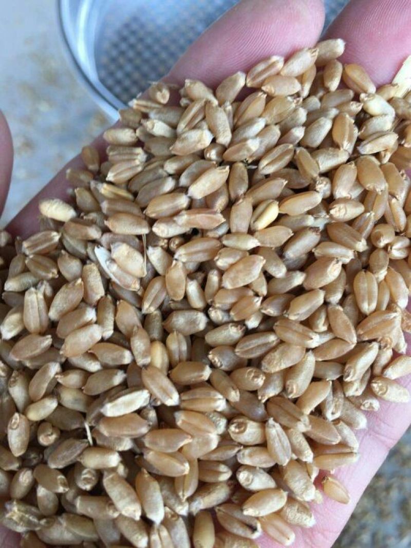 郑麦9023小麦12.5%以下