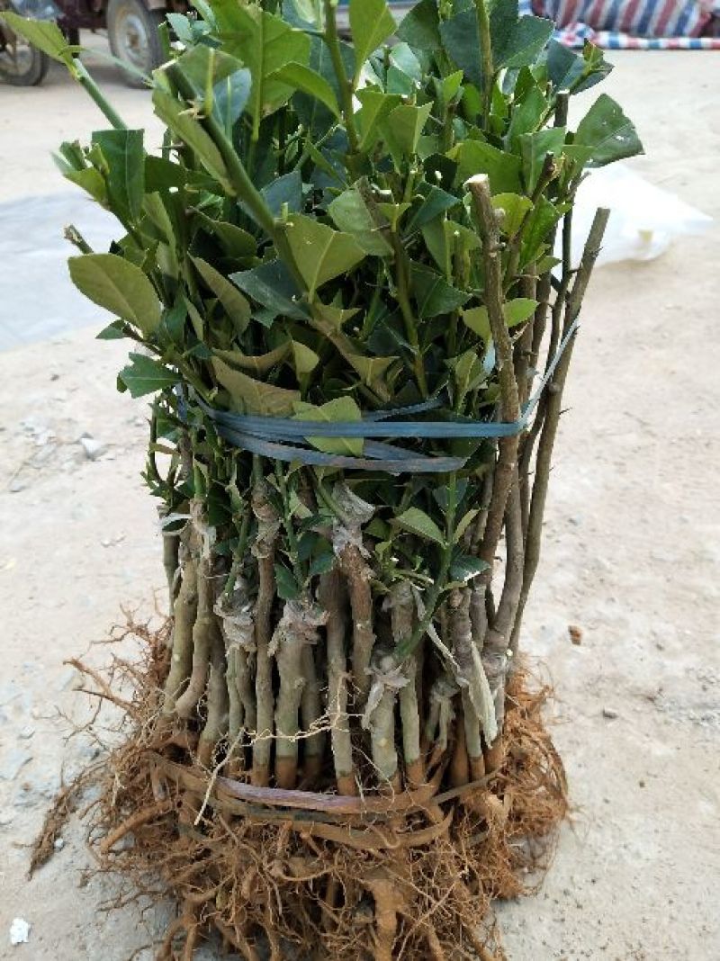 茂谷柑苗50~80cm