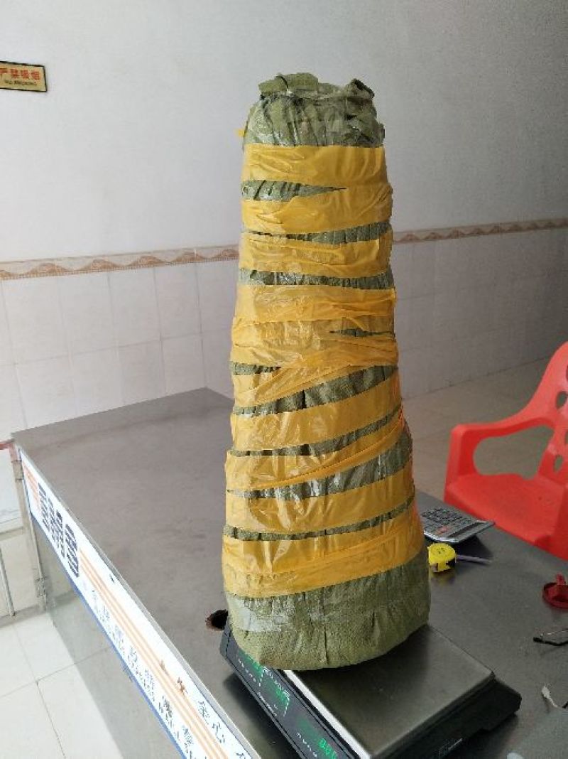 茂谷柑苗50~80cm