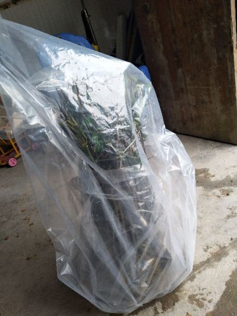 茂谷柑苗50~80cm