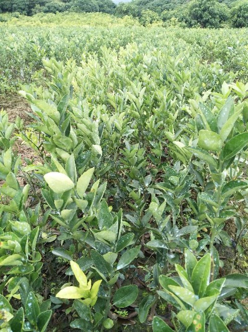 茂谷柑苗50~80cm