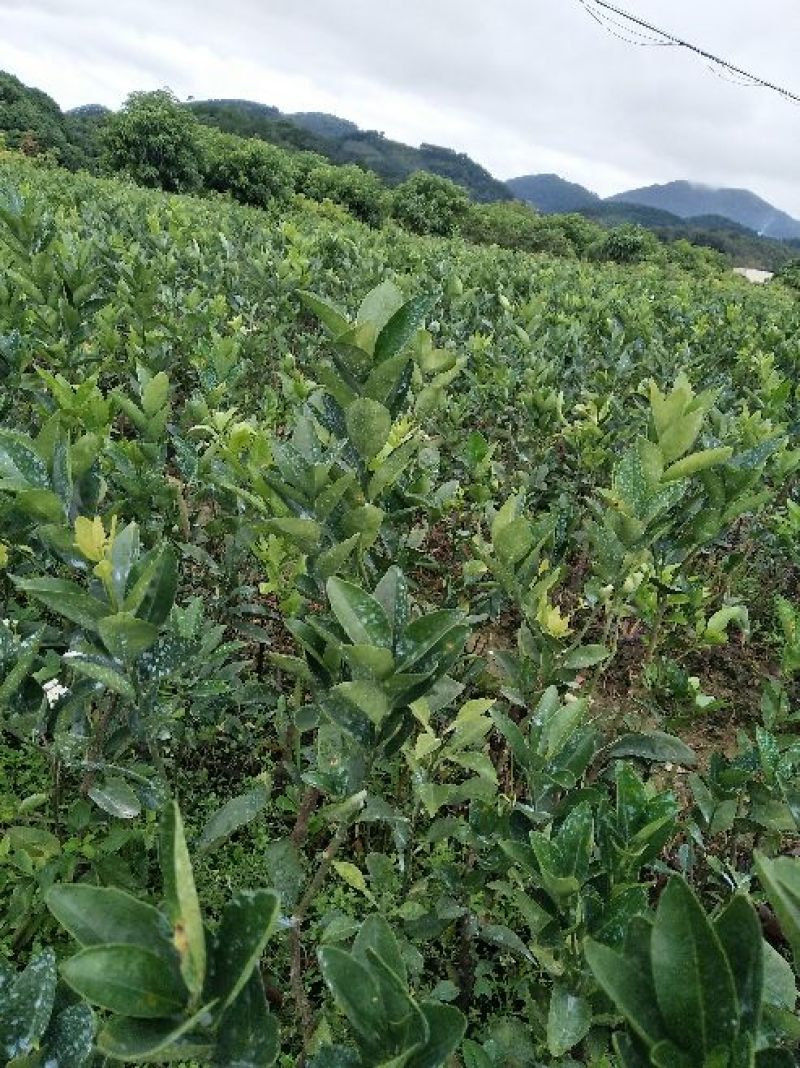 茂谷柑苗50~80cm