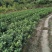 茂谷柑苗50~80cm