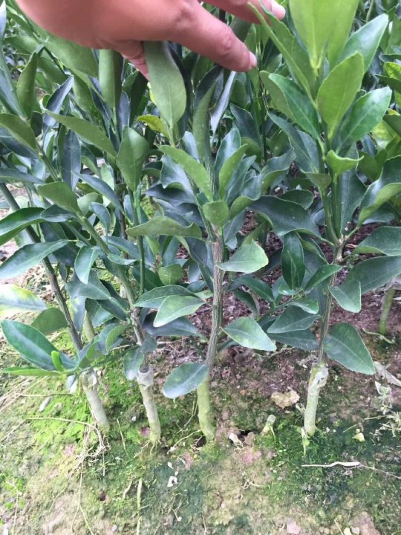 茂谷柑苗50~80cm