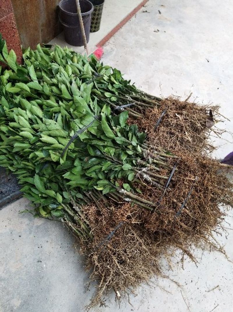 茂谷柑苗50~80cm
