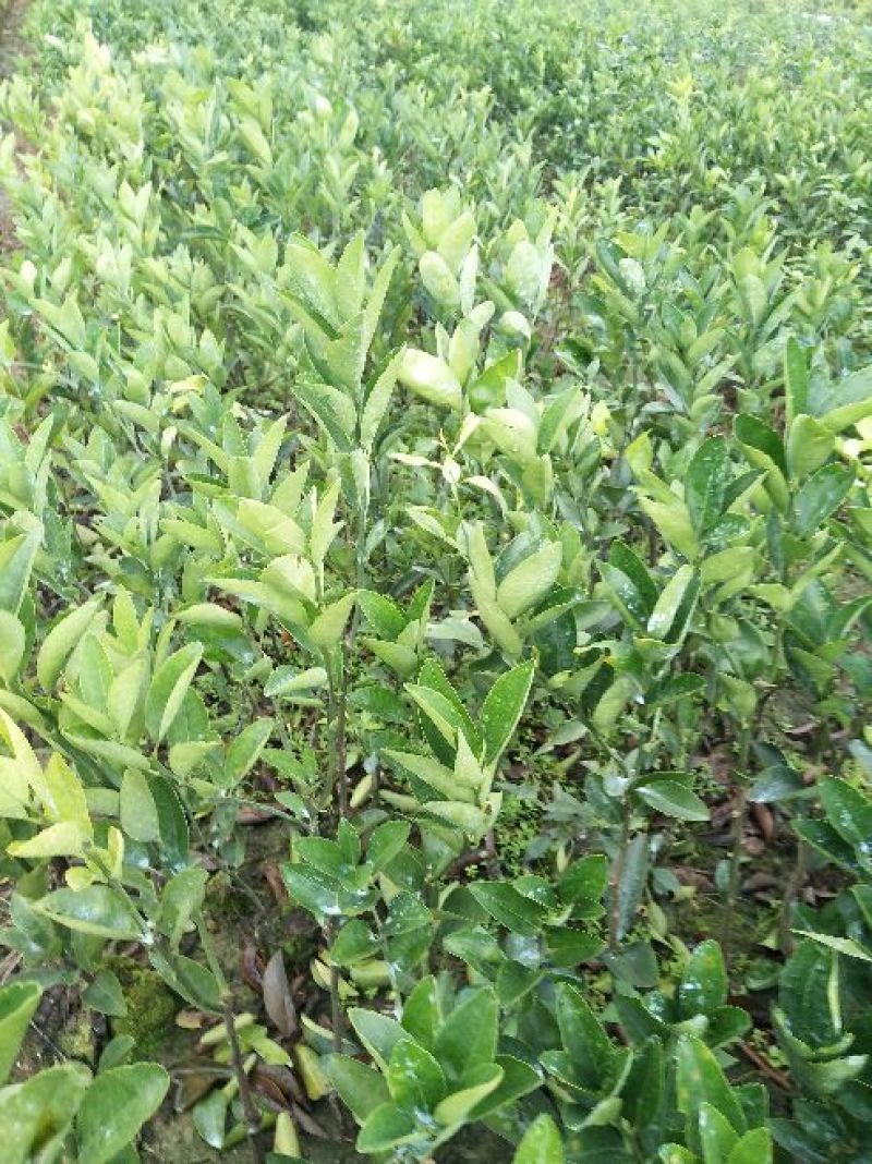 茂谷柑苗50~80cm