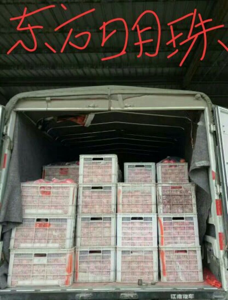 西红柿苗三叶一心，质量好，根系旺