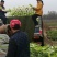 北京新三号白菜4~6斤净菜