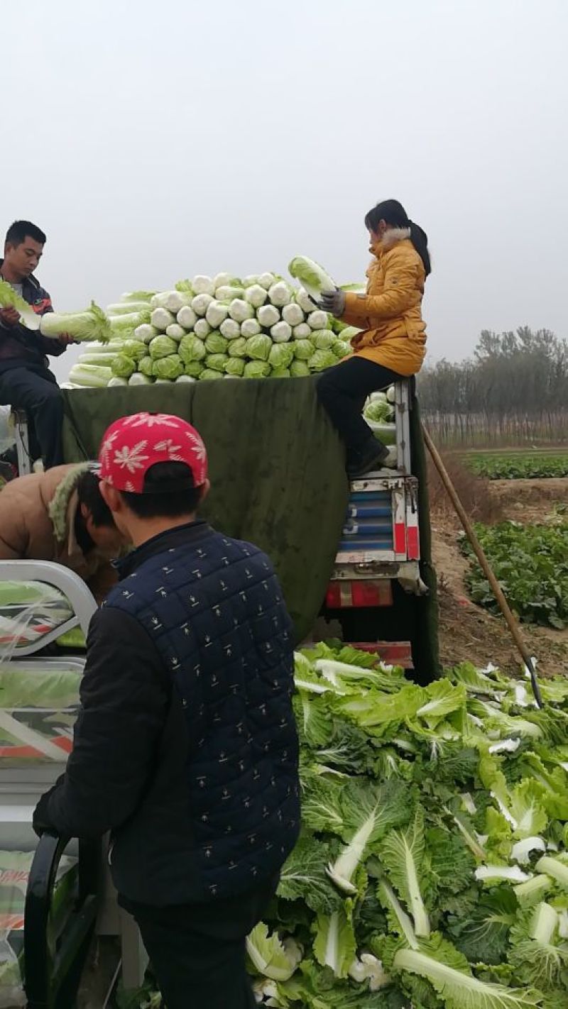 北京新三号白菜4~6斤净菜