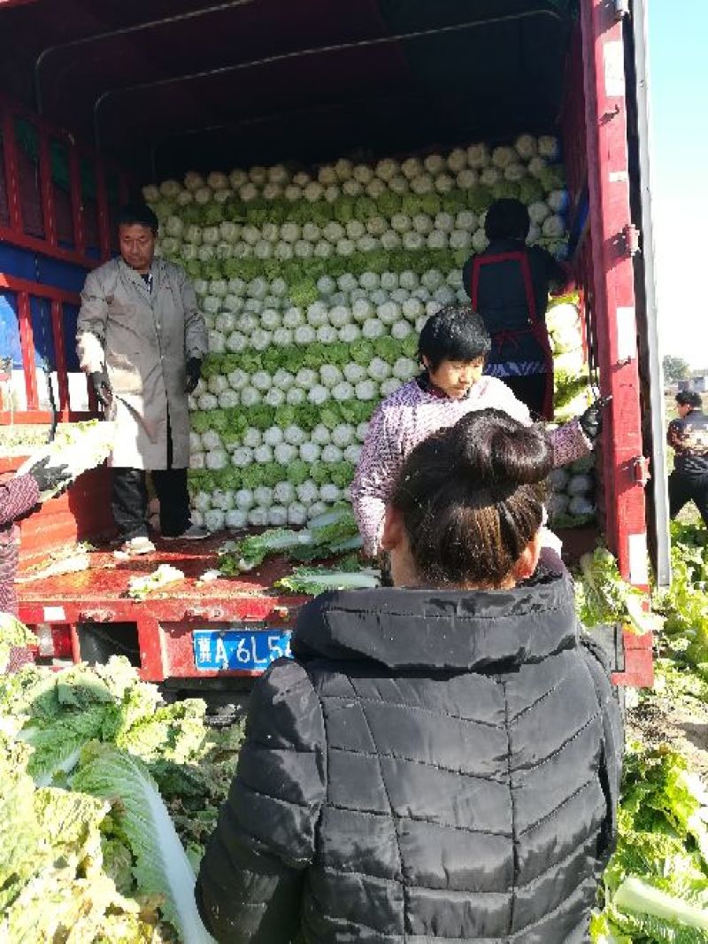 北京新三号白菜4~6斤净菜