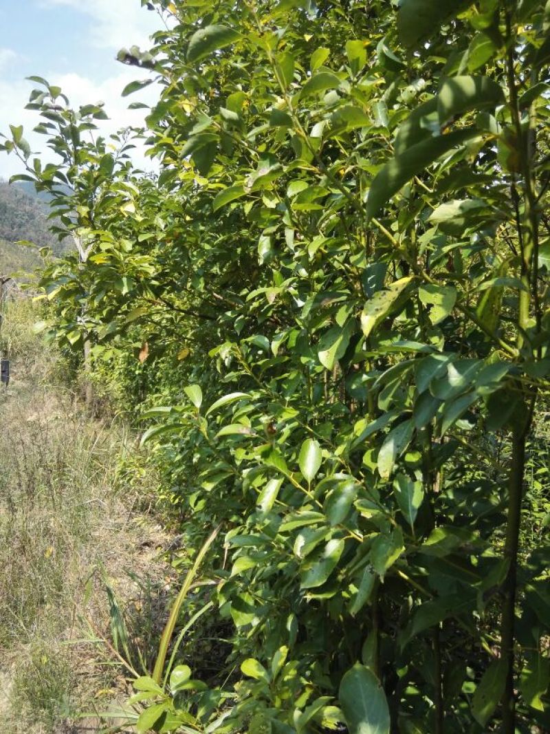 滇润楠10cm以下