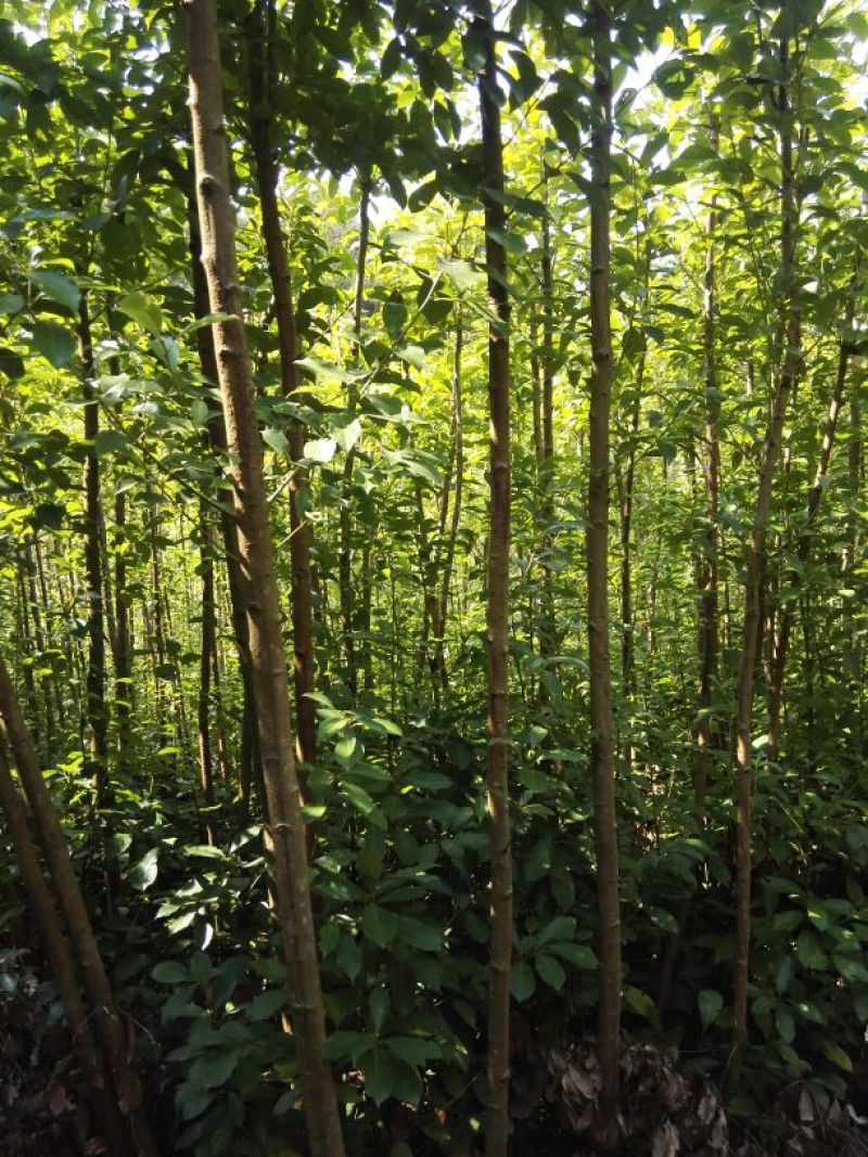 滇润楠10cm以下