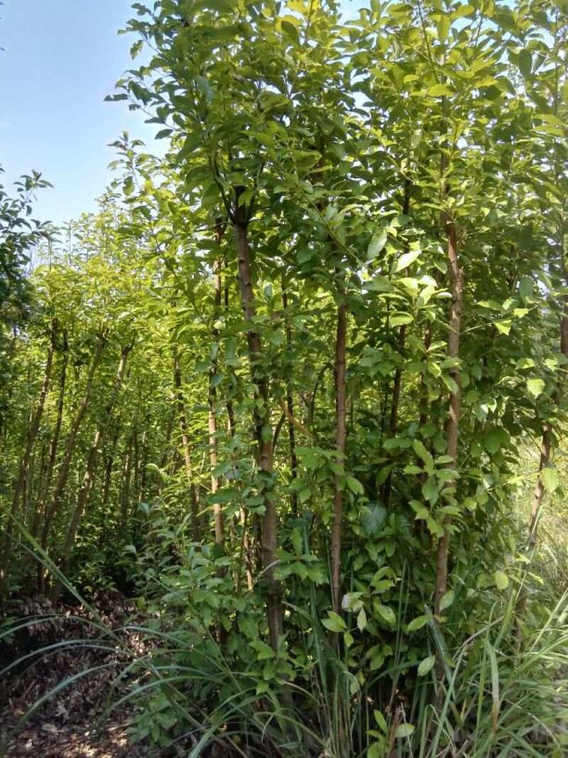 滇润楠10cm以下