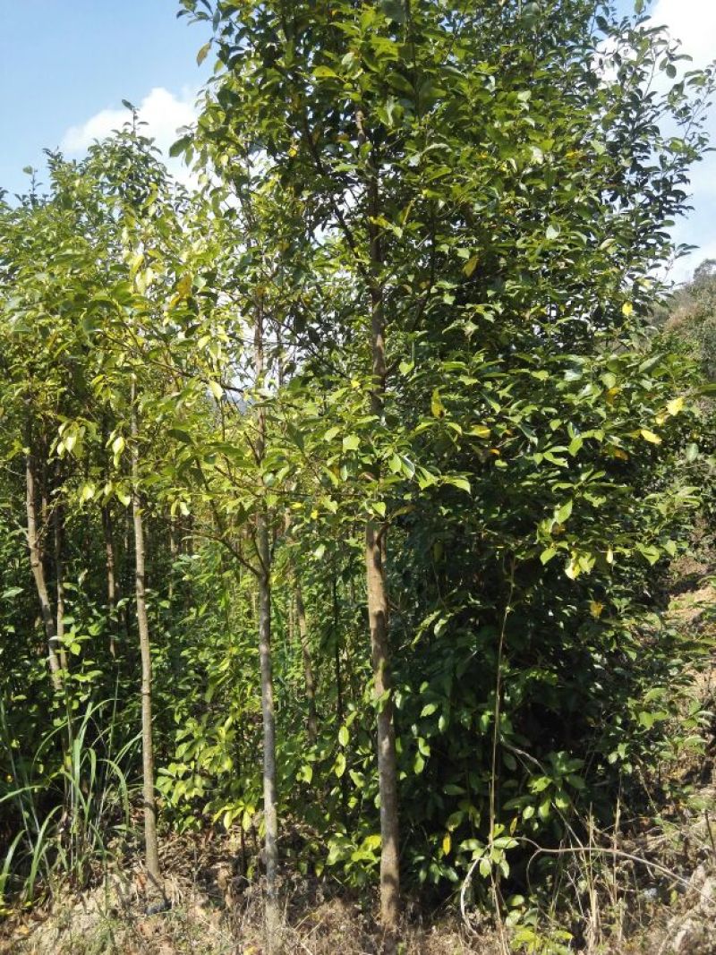 滇润楠10cm以下