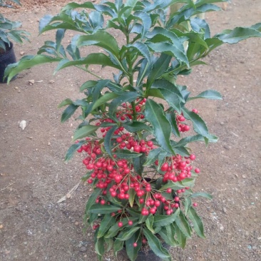 富贵籽20~30cm