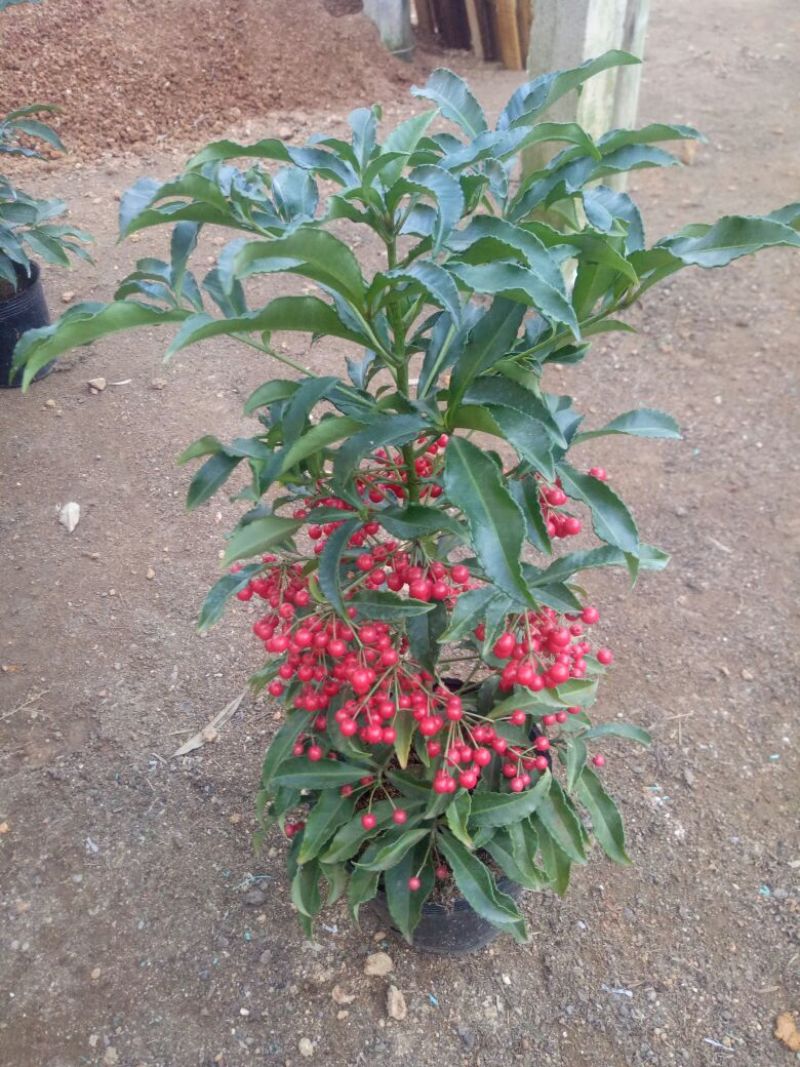 富贵籽20~30cm