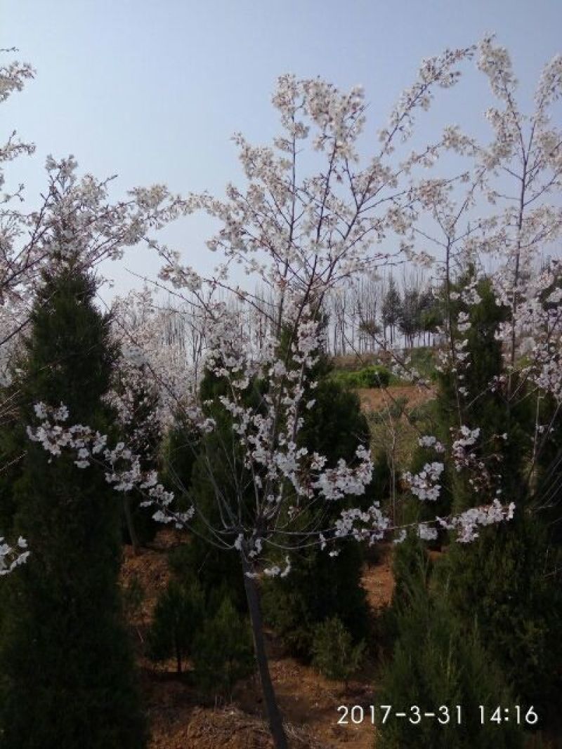 花叶木槿4~6cm4cm以下1.5~2米