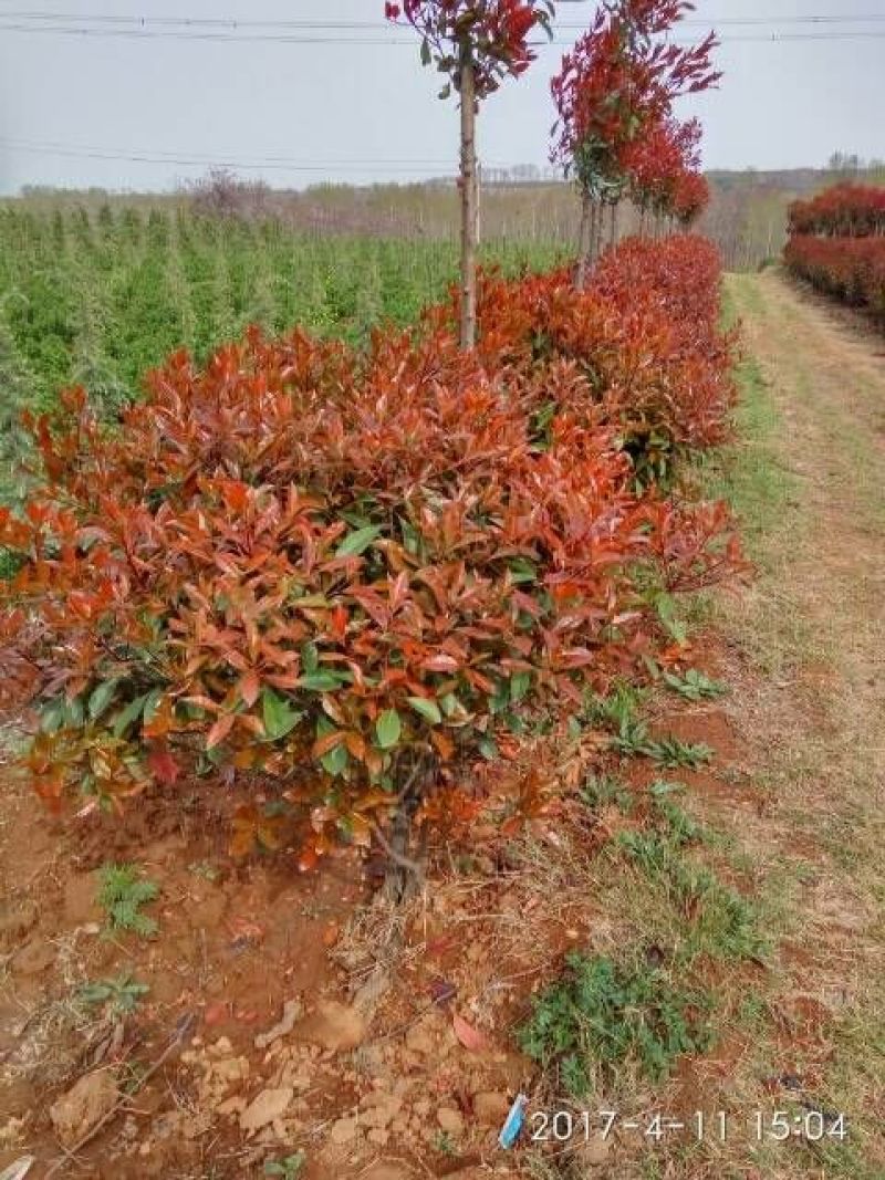 花叶木槿4~6cm4cm以下1.5~2米