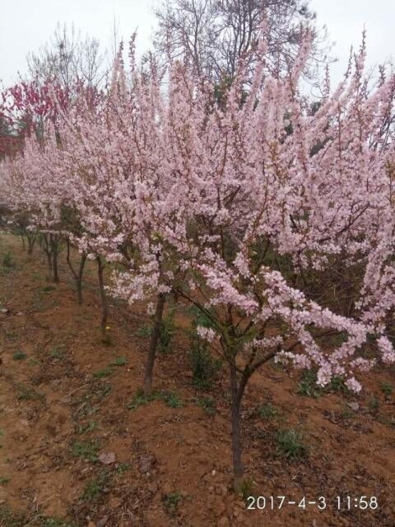 花叶木槿4~6cm4cm以下1.5~2米