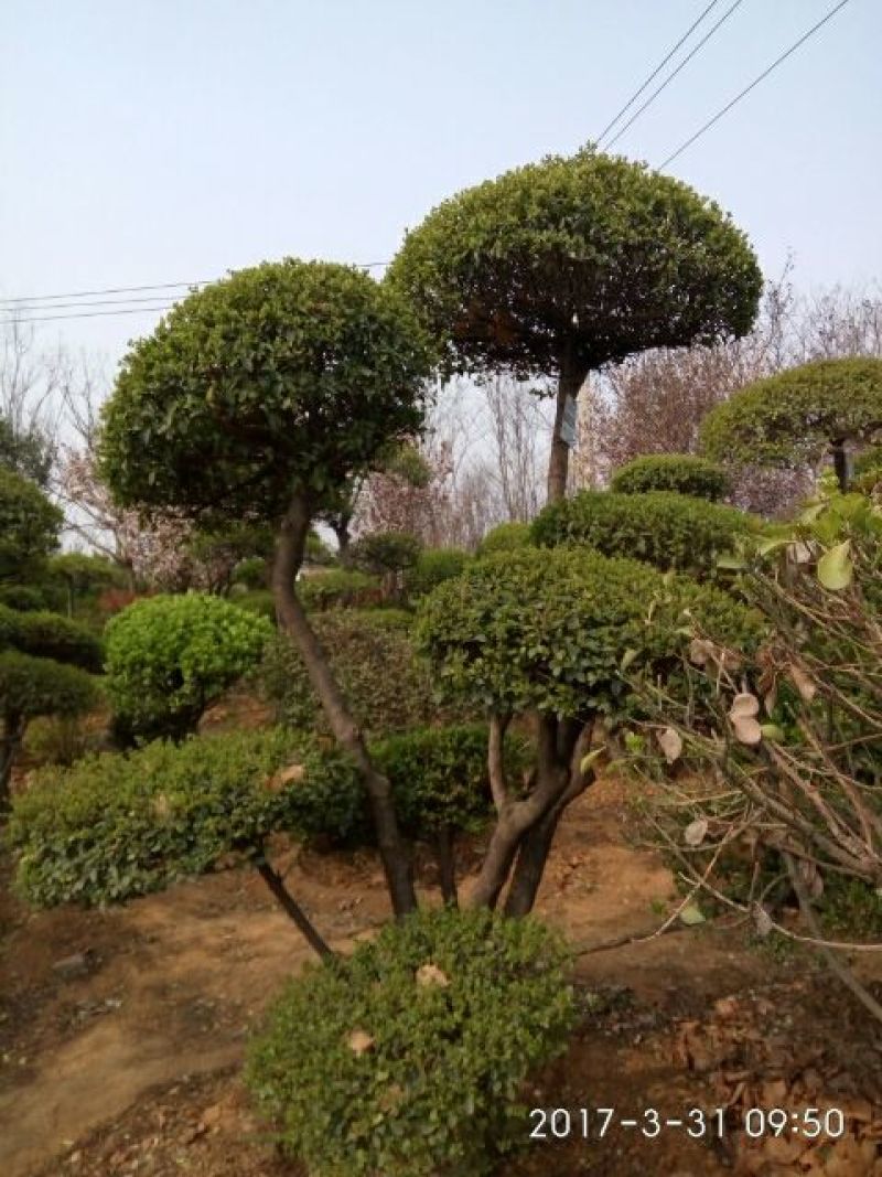 花叶木槿4~6cm4cm以下1.5~2米