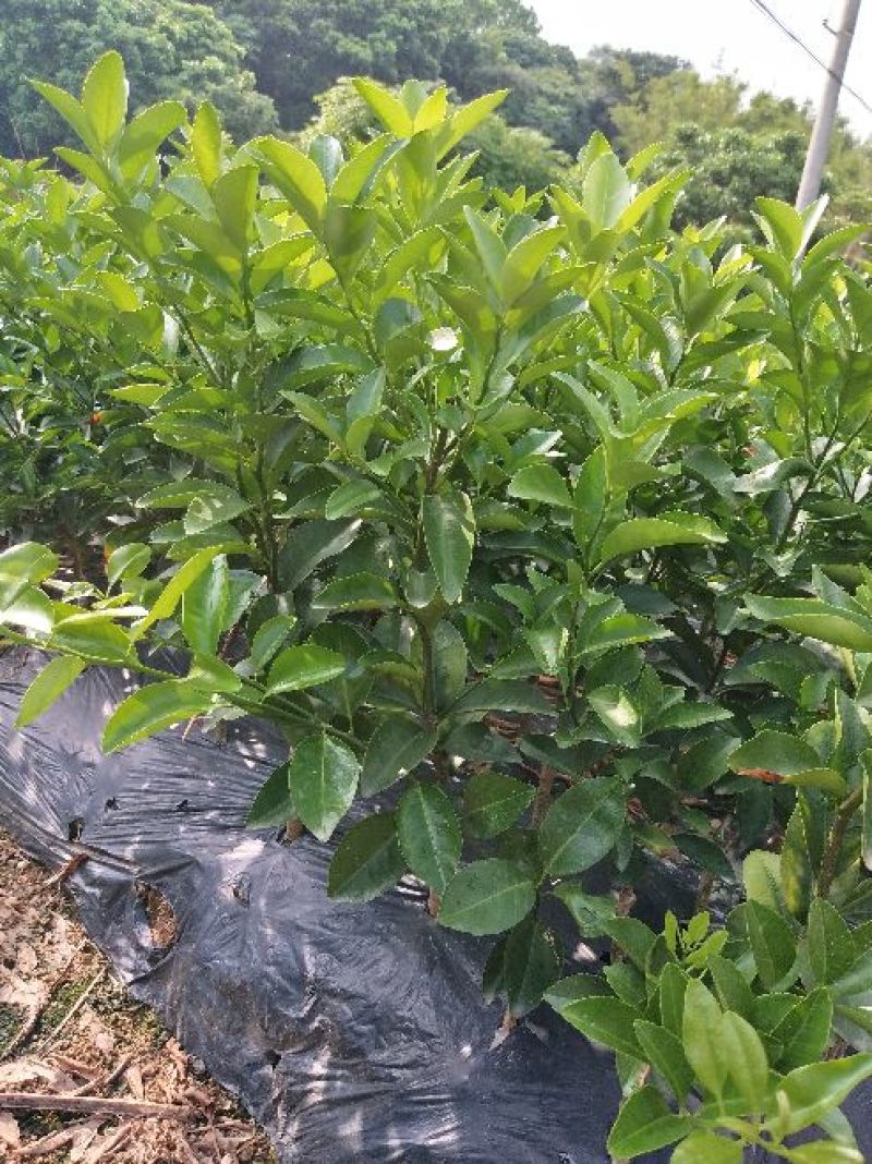 沃柑苗50~80cm