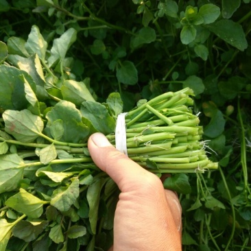 豆瓣菜无公害蔬菜