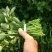 豆瓣菜无公害蔬菜