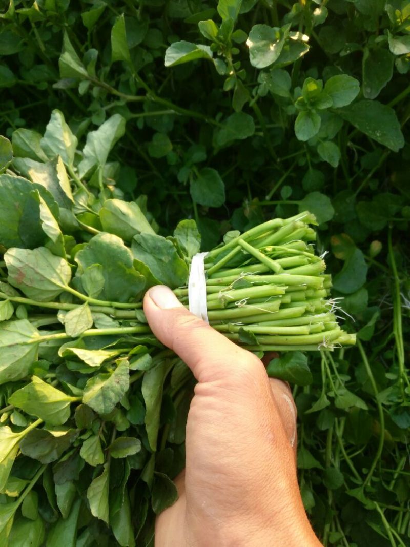 豆瓣菜无公害蔬菜