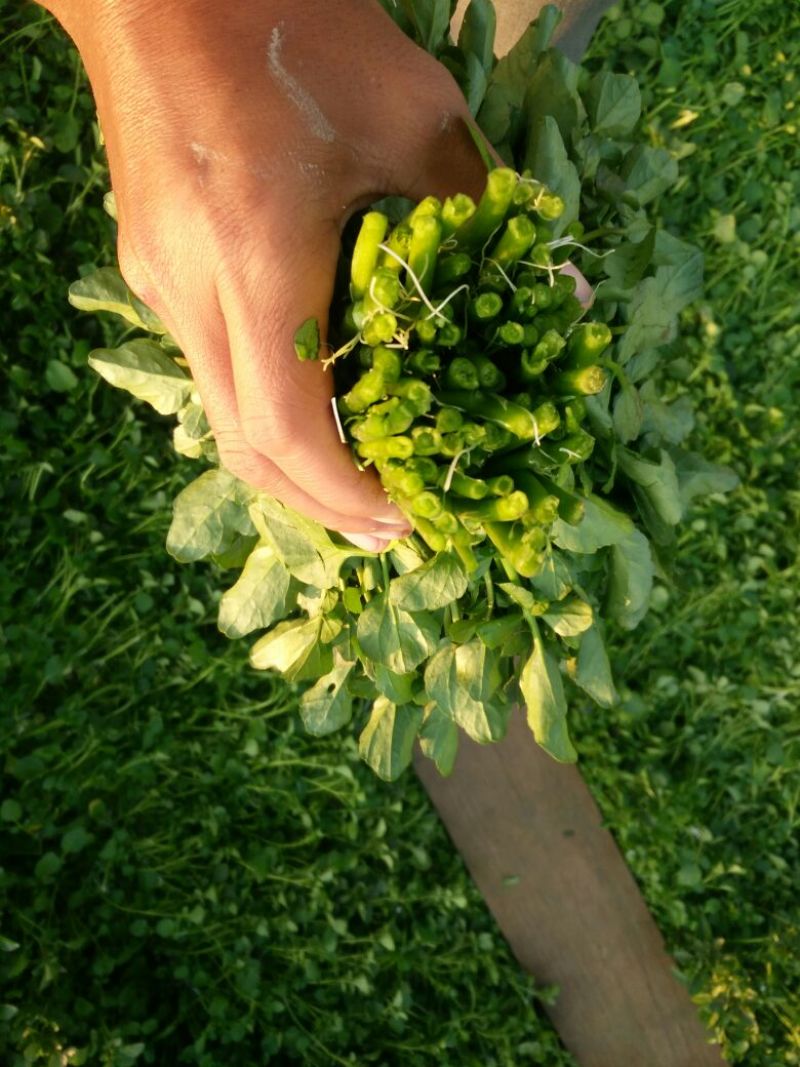 豆瓣菜无公害蔬菜