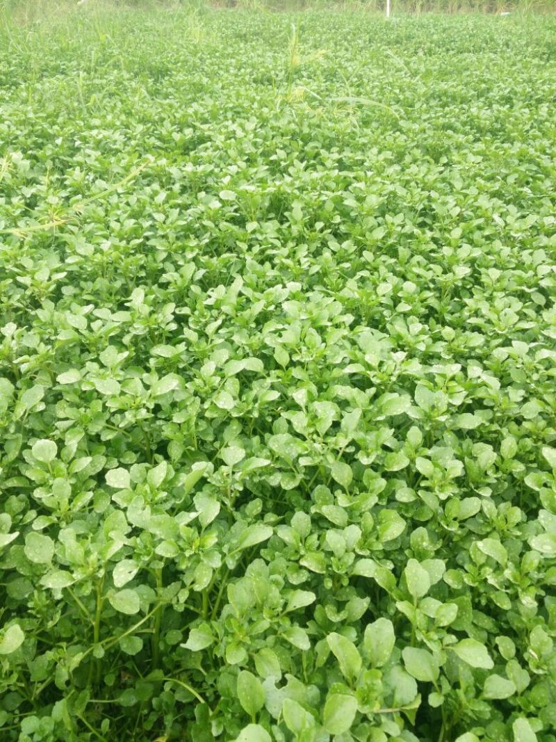 豆瓣菜无公害蔬菜
