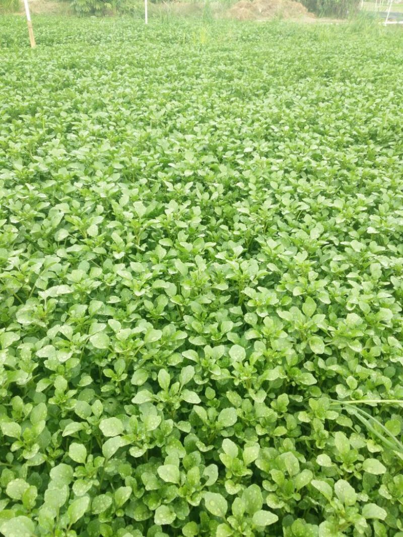 豆瓣菜无公害蔬菜