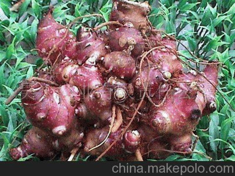 雪莲果3两以下
