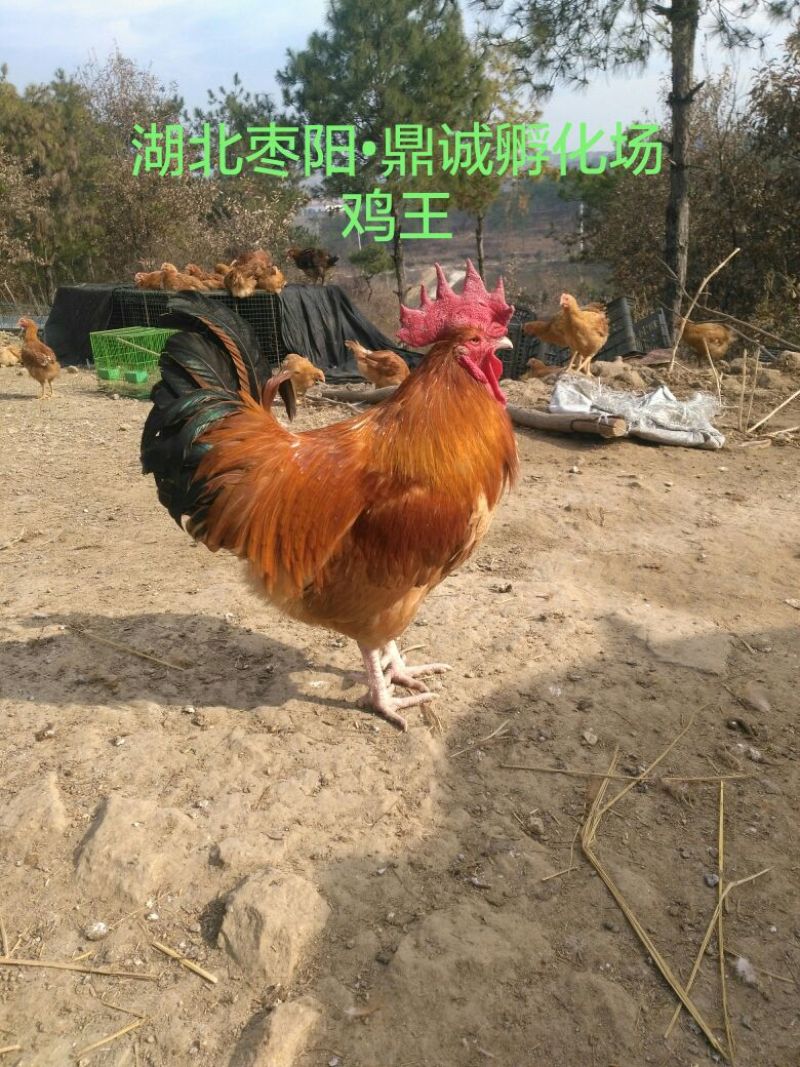 漂亮土公鸡苗出壳苗35~45克全公苗雄