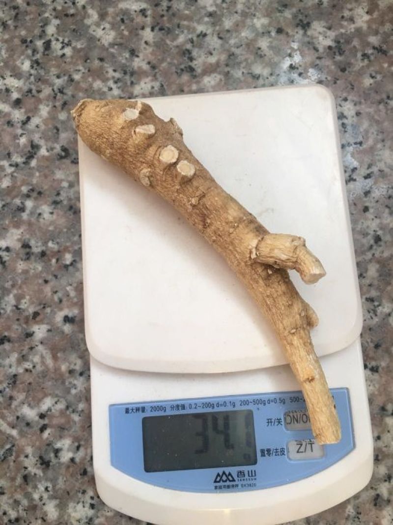 西洋参高年头参味浓，吉林长白山地产花旗参，一斤包邮