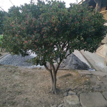 卫矛14~16cm8~10cm2.5~3米