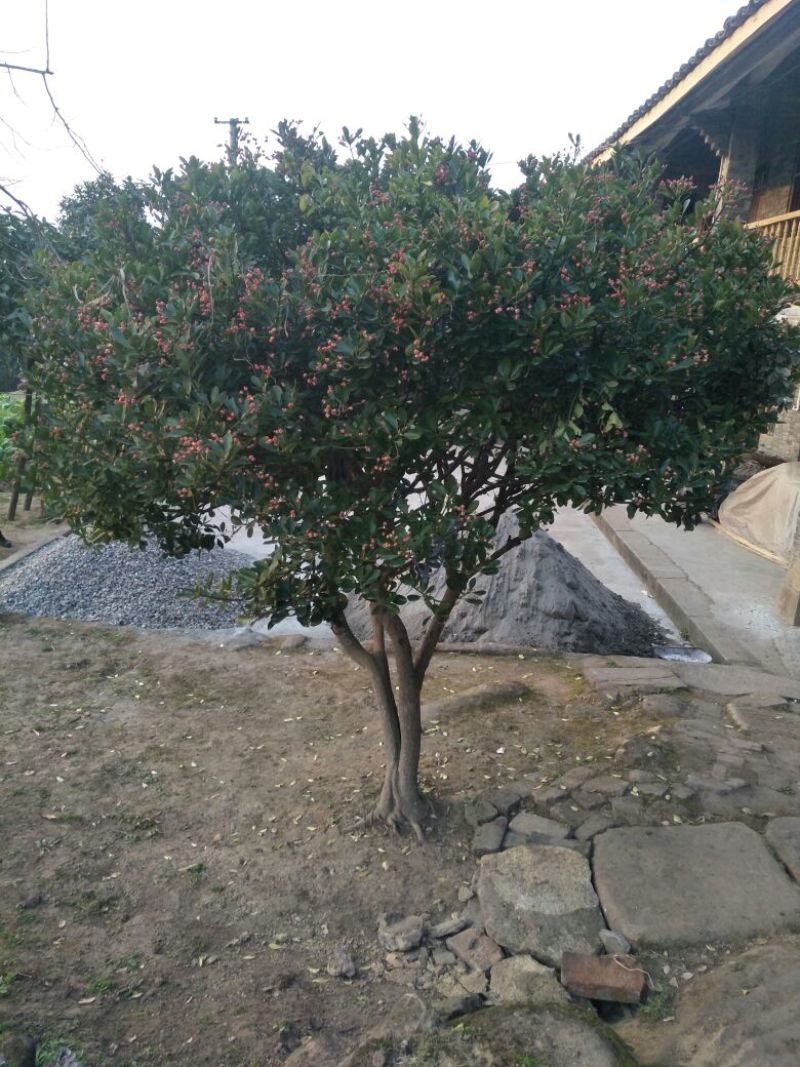 卫矛14~16cm8~10cm2.5~3米