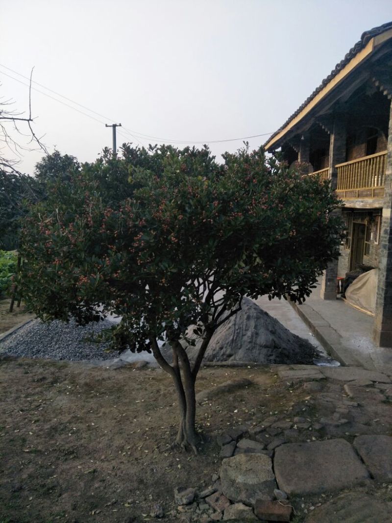 卫矛14~16cm8~10cm2.5~3米