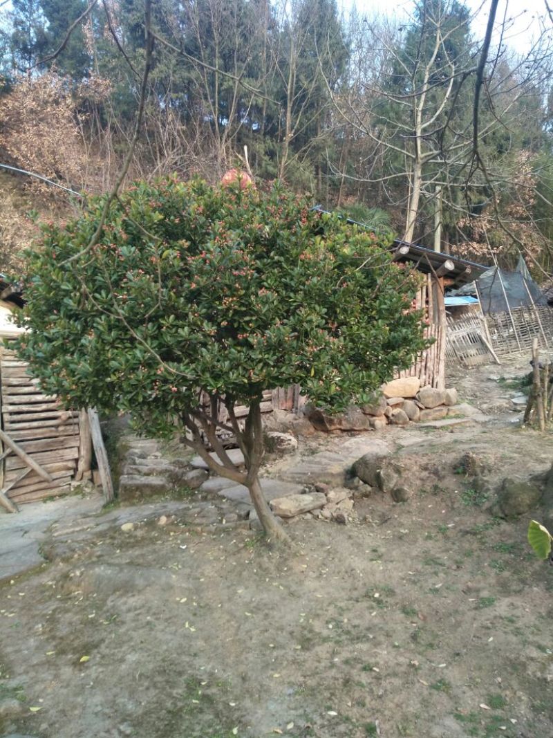 卫矛14~16cm8~10cm2.5~3米