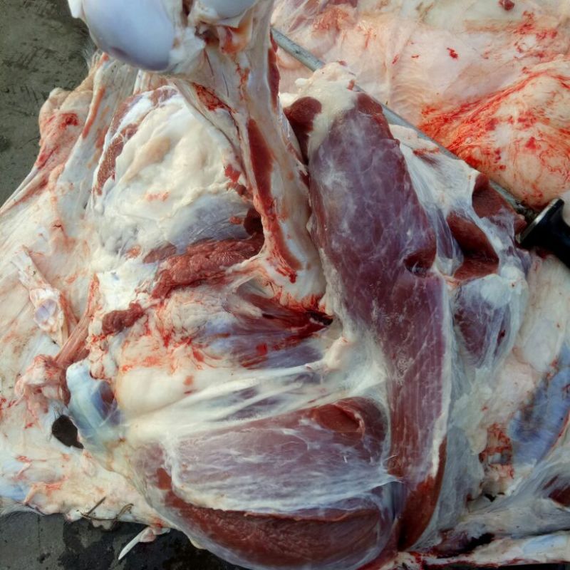 驴肉鲜货