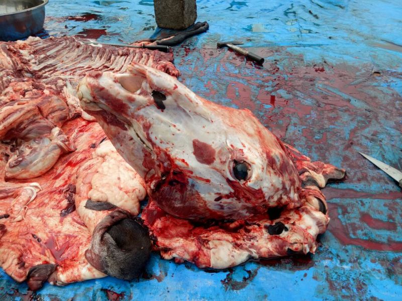 驴肉鲜货