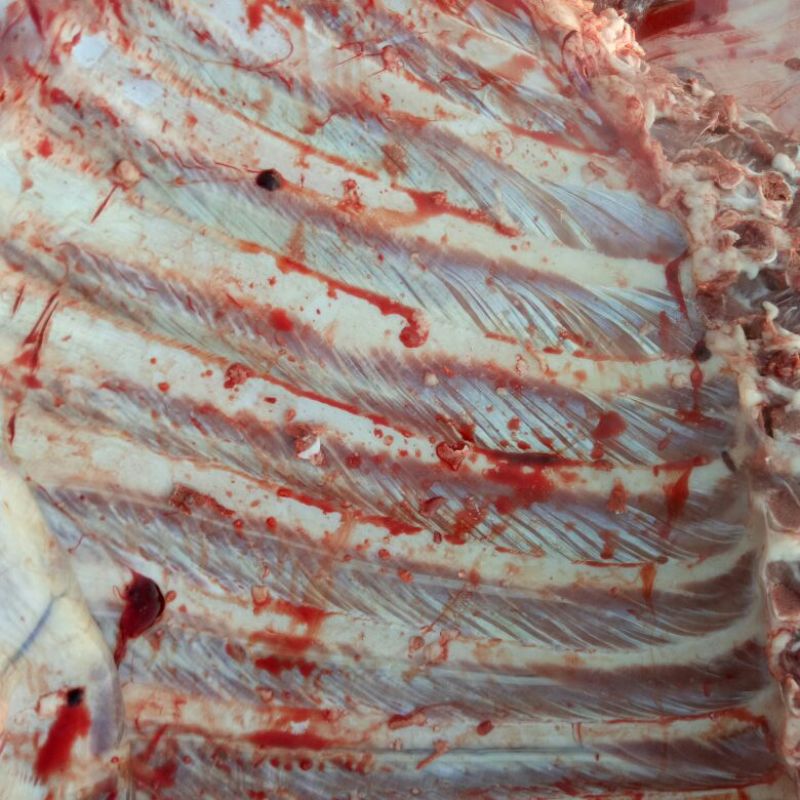 驴肉鲜货