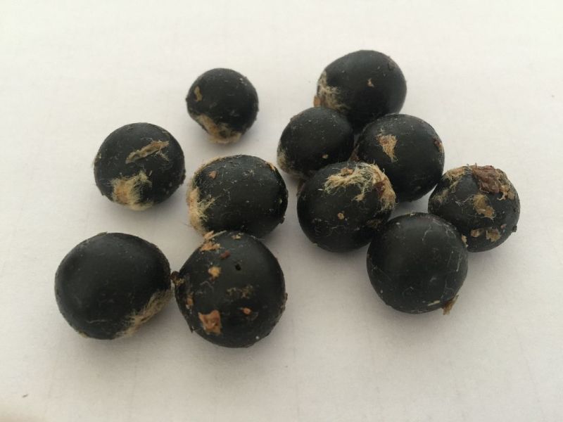 无患子种子肥皂树种子黄金树种子颗粒饱满