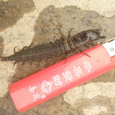 爬沙虫