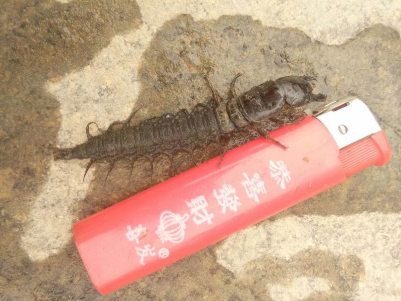 爬沙虫