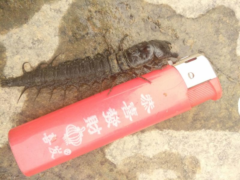 爬沙虫