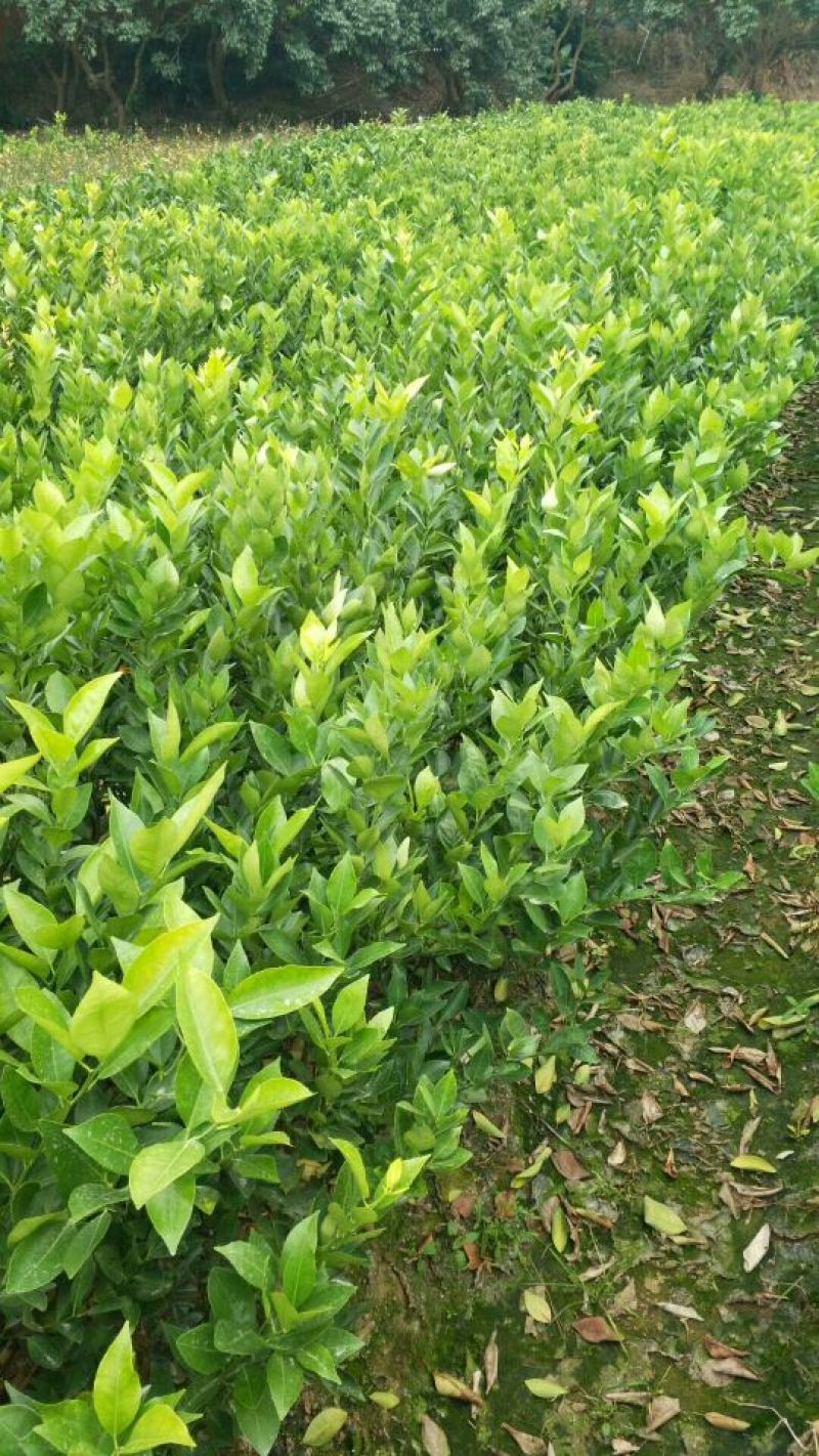 广西皇帝柑苗正品嫁接苗